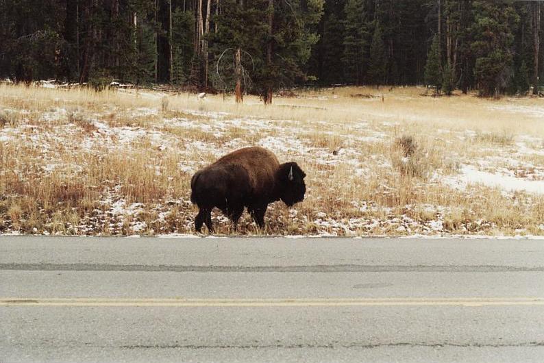 A buffalo walking alongside a road